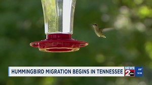 Hummingbird migration begins in Tennessee