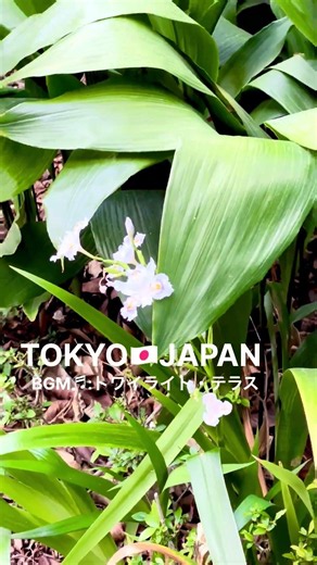 地上30メートルのオアシス。東京駅を見下ろす「天空の野原」へ #東京ミッドタウン八重洲 #八重洲テラス #東京散歩 #ショート動画 #shorts