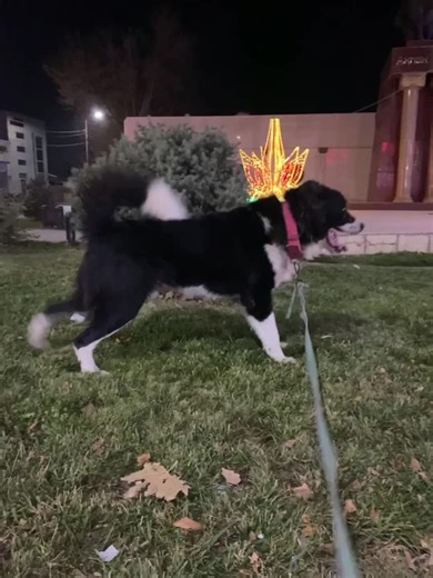 #elbruso #volkodav #среднеазиатскаяовчарка