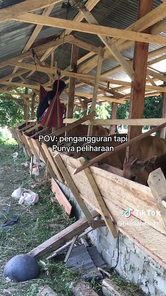 😂 #peternakmuda #jurangansapi🔥🔥