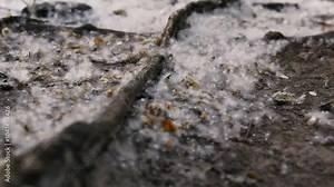 Poplar fluff lies on the ground, the roots of a large tree are visible from the ground. The softness of the fluff emphasizes the unity of the roots and the earth.