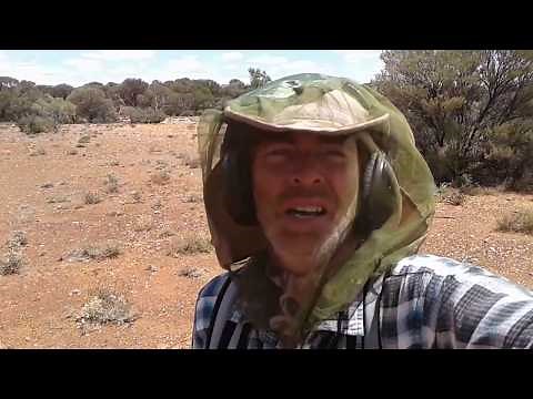 GOLD FEVER - Western Australia