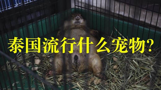 泰国最大的水族市场 扎度扎 ตลาดปลาจตุจักร