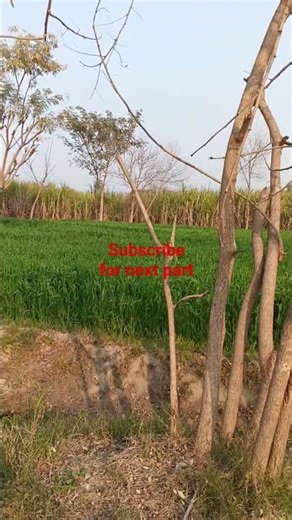 The Future of Motorcycles: CD Bike 2024 Overview#bike💕#bike