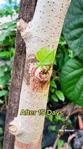 After 15 days, Simple grafting practice 🌳 #plants #garden #gardening #nature #craft #diy #grafting