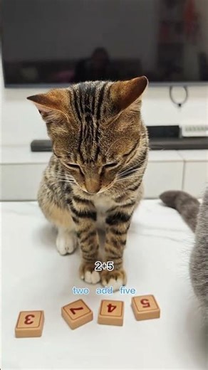 Master Math in Chinese: Bilingual Learning for Global Kids