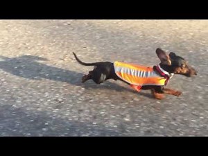 Weiner Dog running in slow motion!