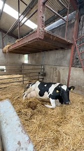 244K views · 701 reactions | birth of a cow #animals #veterinary #technology #farm #cow #milking | Modern Farm | Facebook