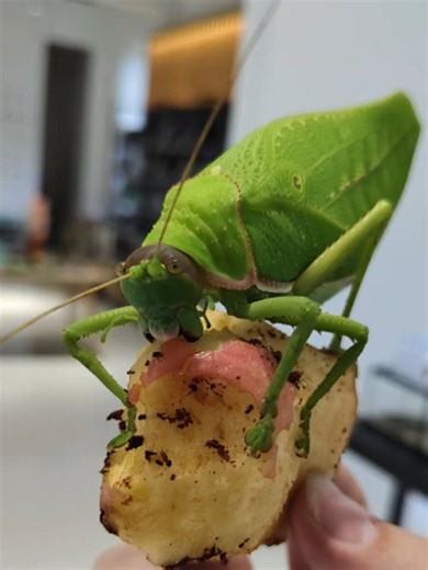 Snack Time for a Giant Leaf Katydid Pure Organism is dedicated to documenting the primal forms of life on Earth with an objective and detached perspective. #Animals #Creatures #Wildlife #nature #tiktokgrowthchallenge