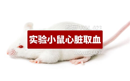 科研丨实验小鼠心脏穿刺取血