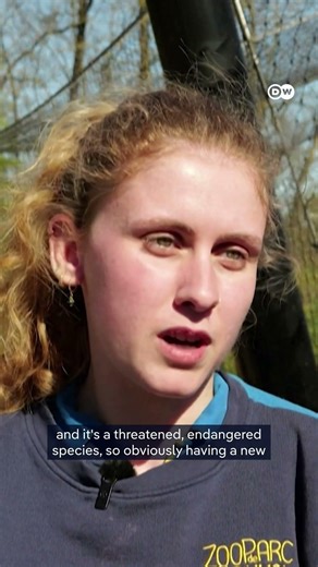 French zoo welcomes birth of first Chinese golden monkey | DW News