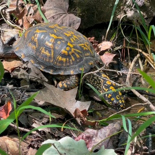 A box turtle grabbing a drink at our Edge of Appalachia Preserve 🐢 📹: A box turtle drinking water by Terry Seidel #BoxTurtle #OhioNature | The Nature Conservancy in Ohio