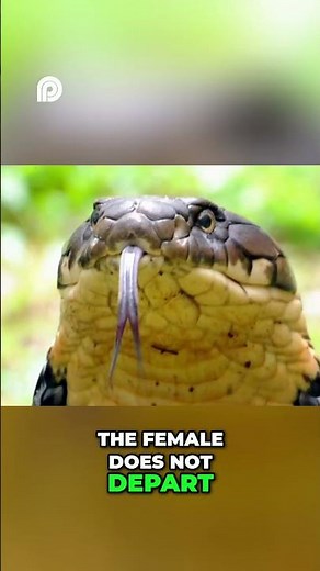 King Cobra (Ophiophagus hannah) – The World’s Longest Venomous Snake