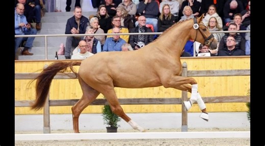 Oldenburger Stallion Days 2025 A total of 9 stallions were awarded the title of premium in the dressage selection at this years Oldenburger Stallion Days. The champion was awarded to No. 66 La Vie x Sir Donnerhall x Rubinstein I . He is the maternal brother of the stallion Bonds who has produced multiple licensed offspring and now has offspring progressing in the sport. Champion - No. 66 La Vie x Sir Donnerhall I x Rubinstein I Reserve Champion - No. 64 Kingston JZ x Don Olymbrio L x Don Schufro