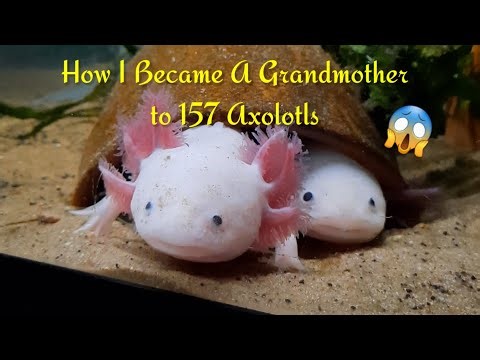 How I Became A Grandmother To 157 Axolotls 😱