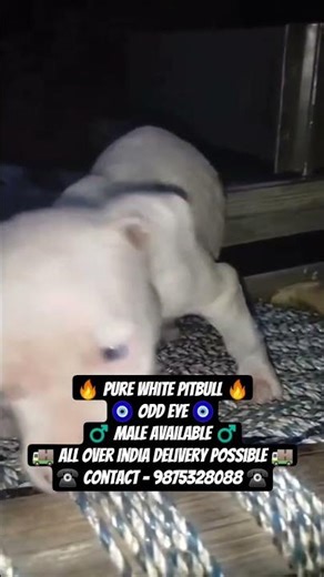 pure white pitbull for sale #pitbull #apbt #apbtlove #amstaff #gamedogsonly #oddeyes #pitbullpuppy