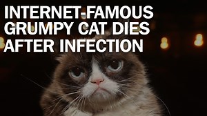 Grumpy Cat, whose frown made the internet smile, dies after infection http://mag.time.com/FgkvCh0 | TIME