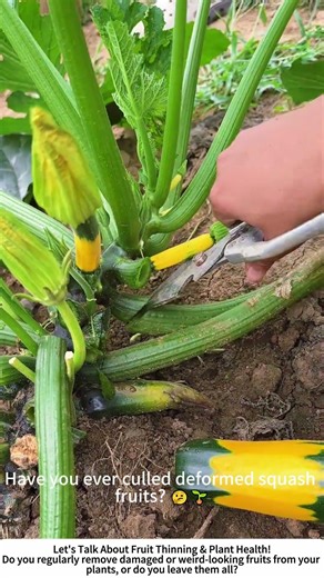 Pruning Deformed Squash Fruits – Helping Healthy Ones Thrive 🥒✂️