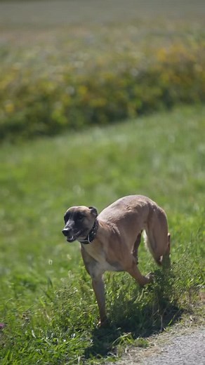 103K views · 27K reactions | Let me introduce you all to Firefly and her siblings ❤️ These are all the MC lurcher whippersnapper babies bred by Crystal McClaran Bo Nose | Rachel Marie | Facebook