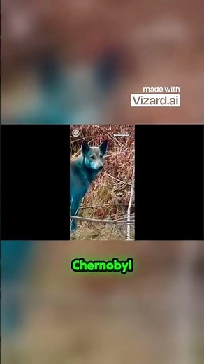 Chernobyl’s Blue Dogs: The Radioactive Mystery You Won’t Believe