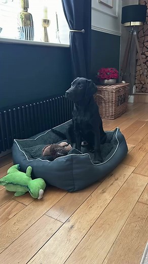 Willis #labradorretriever #chocolatelab #foxredlab #yellowlab #blacklabsquad #training #teampureflax #gundogtrainer #slingleygundogs #pickingupteam #instavideo | Slingley Gundogs