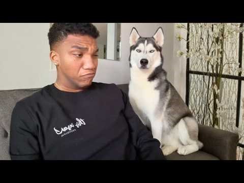 This Rescued Husky’s Dramatic Howls Had Everyone Laughing