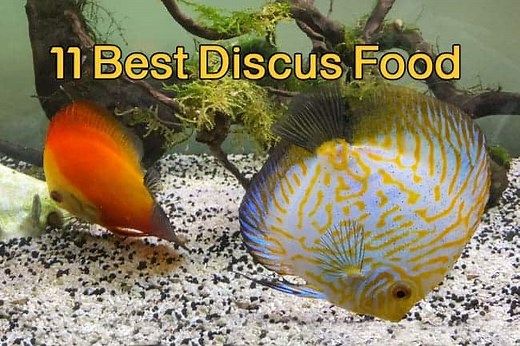 11 Best Food For Discus – What Is The Best Food For Discus? | Discus Rescue