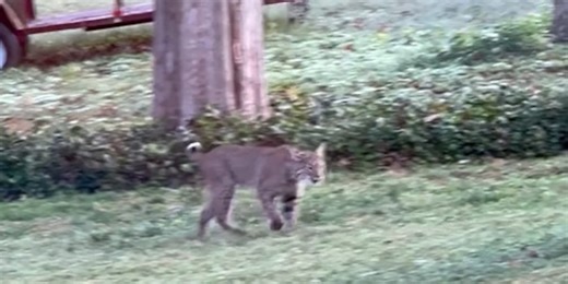 Video: Bobcat spotted roaming through Nashville yard