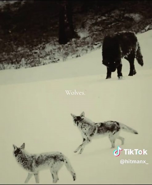 Wolves. #foryoupage #wolf #wolves #trend #foryoupage | wolfs