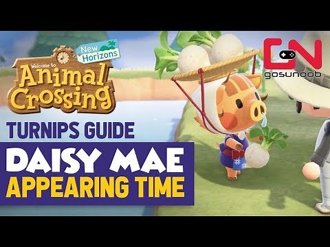 Daisy Mae Appearing Time & How to Get Turnips - Animal Crossing New Horizons