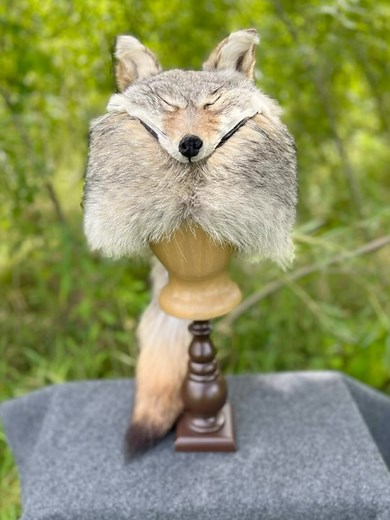 41 reactions · 10 comments | The Coyote ‘Crockett hat is finished! It was a custom order, not for sale. . #furtrapping #furtrapper #trapline #beavertrapper #beavertrapping #coyotehunting #coyotetrapping #foxtrapping #predatorhunting #predatortrapping #ottertrapping #minktrapping #muskrattrapping #skunktrapping #furkoozies #furhandling #raccoontrapping #raccoonhunting #coondog #oddities #bearhunt #bearhunting | Darling Leather And Fur | Facebook