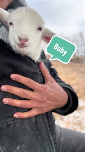 Baby goes out with me while I do chores. Once she’s had her bottle, she happily grazes and explores with the flock while I tend to the rest of the farm. If the weather stays fair and she’s content, I let her be until it’s time for her next bottle, then bring her back in at sunset—she’s well guarded by Benji, but nights are still too cold for her without a mama nearby. #DeeplyRootedRanch #Burtontx #ranchlife #lambsoftiktok #lambs