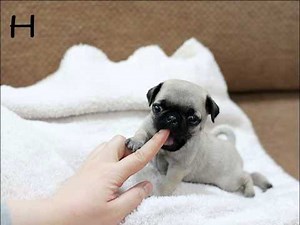 Micro teacup Pug puppies for sale