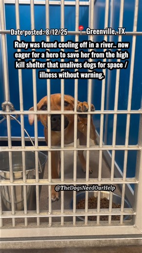 2.2K reactions · 247 comments | Ruby was found in a river cooling...