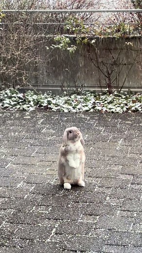 Bunny Love in the Snow: An Adorable Winter Compilation