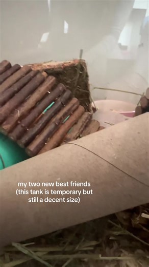 d..hamstercare on TikTok