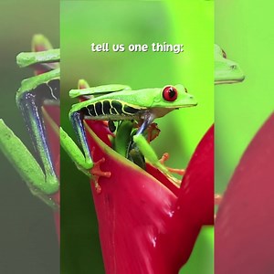 272 reactions · 21 shares | Earth Rangers are on a mission to save animals and the planet – one eco-action at time. Be an Earth Ranger now  | Earth Rangers | Facebook