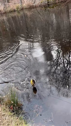 Zak Conner on Instagram: "Lane Conner with a nice Shell Cracker in The Branch pond. #mississippifishing #bream #natcheztraceparkway"