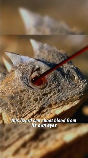 This Lizard Shoots Blood From Its Eyes - Nature’s Strangest Defense #animalfacts