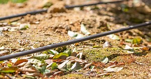 Field crops & vegetables