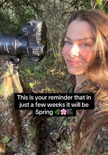 Embracing Spring: Anticipating Evening Moments with Badgers