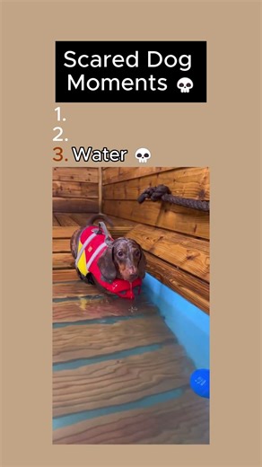 Scared Dog Moments 💀