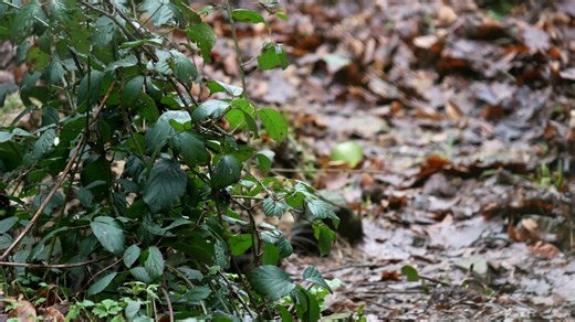 Exciting news from the South West as Amur leopard cub Zeya takes her steps into her wider habitat at Dartmoor Zoological Society 🐆 She's one of only fifteen Amur Leopards born globally in zoos in 2025. They are regarded as the world’s rarest big cat with only an estimated 120 left in the wild. This number has been slowly increasing in recent years due mainly to improved legal protection and enforcement in their range countries. CEO David Gibson commented: “We feel extremely proud to be able to 