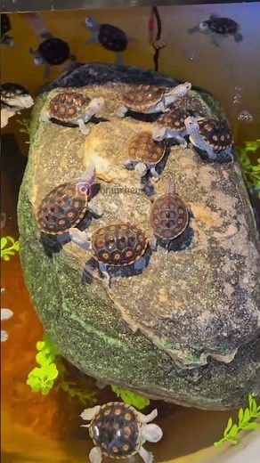 Small but Deep Turtle Pond Setup — Which One Is Better? #shorts #turtlepond
