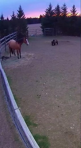 Bear vs Horse Unexpected Wild Encounter Caught on Camera