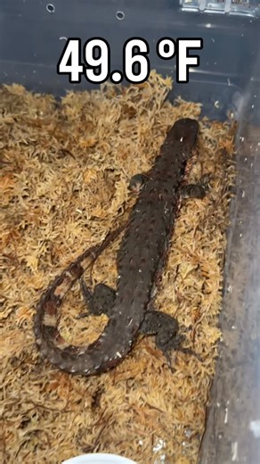 Dayyan Saylany 🇨🇦(🇮🇷🇧🇪🇨🇭) on Instagram: "Quick, quiet check in on the sleeping dinos 🦖. My Chinese crocodile lizards (Shinisaurus crocodilurus) have been tucked away in their individual winter brumation bins since mid-October, resting in a cold, dark room kept at 44–55°F. They’ve been there since mid-December and won’t be out again until mid-March or so! Every few weeks, I check on them and make sure they have clean water, moistened bedding, etc. Hoping to be successful in reproducing t