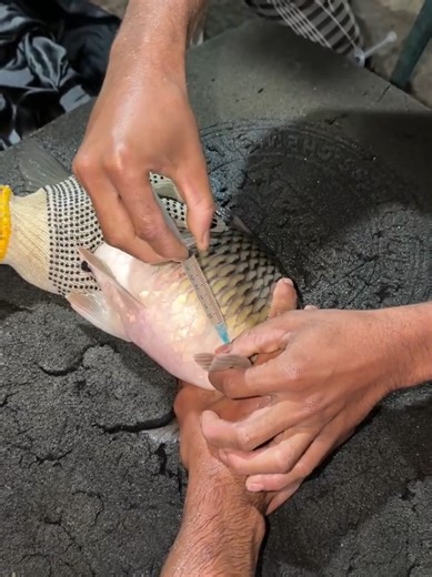 Understanding Karpu Fish Breeding