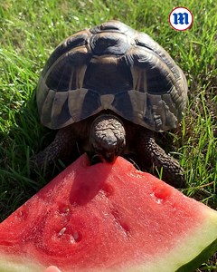 18K views · 1.1K reactions | Here's some tortoise ASMR for you!  | Daily Mail Video | Facebook