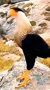 Caracara vs Kenari | Azka Kicau