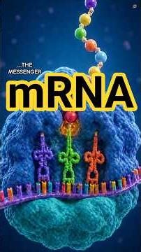mRNA: How Your Cells Actually Build Life